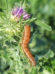Dypterygia scabriuscula