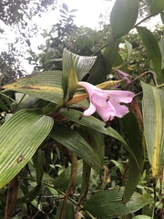 Sobralia rosea