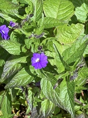 Browallia americana