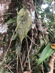 Pleurothallis restrepioides