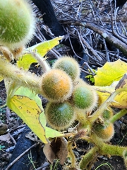Solanum quitoense