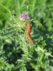 Dypterygia scabriuscula