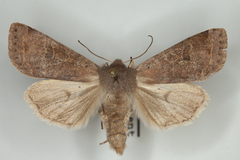 Orthosia hibisci