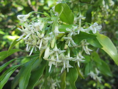Coptosperma