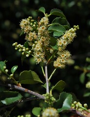 Prunus ilicifolia ilicifolia