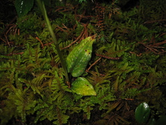 Cranichis diphylla