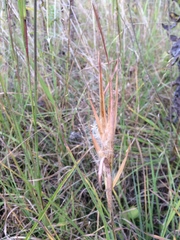 Andropogon gyrans
