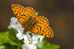 Boloria chariclea