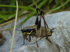 Eupholidoptera