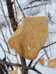 Smilax lasioneura
