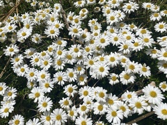 Celmisia bellidioides