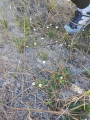 Syngonanthus flavidulus