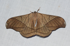 Image of Grammopelta lineata