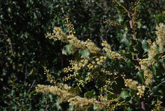 Prunus ilicifolia ilicifolia