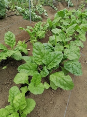 Spinacia oleracea