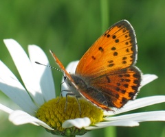 Lycaena thersamon