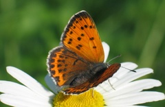 Lycaena thersamon