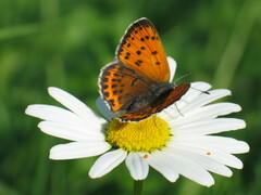 Lycaena thersamon