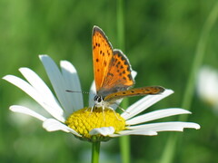 Lycaena thersamon