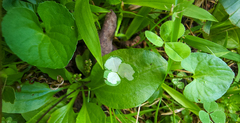 Porphyrosela minuta