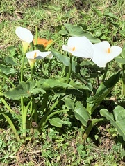 Zantedeschia aethiopica image