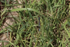 Austrocoenagrion lyelli
