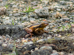 Trachycephalus mesophaeus