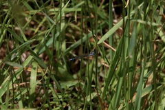 Austrocoenagrion lyelli