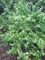 Prunus ilicifolia ilicifolia