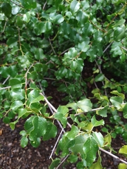 Prunus ilicifolia ilicifolia