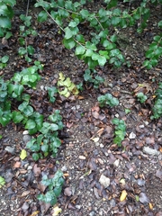 Prunus ilicifolia ilicifolia