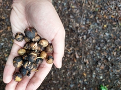 Prunus ilicifolia ilicifolia