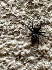 Habronattus pyrrithrix