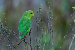 Forpus xanthopterygius