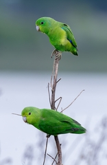 Forpus xanthopterygius