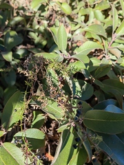 Galium aschenbornii