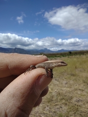 Sceloporus squamosus