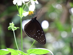Euploea mulciber barsine