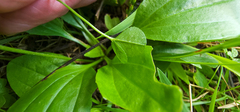 Porphyrosela minuta