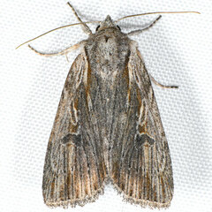 Xestia infimatis