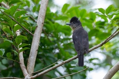 Pachyramphus validus