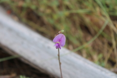 Tephrosia cinerea