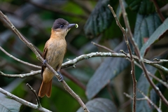 Pachyramphus validus