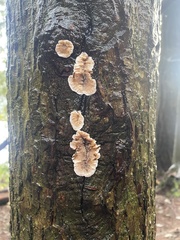 Stereum sanguinolentum