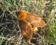 Lemonia dumi