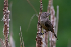Ramphocelus bresilius