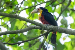 Ramphastos dicolorus