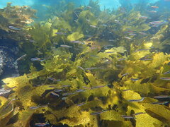 Trachinops taeniatus