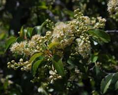 Prunus ilicifolia ilicifolia