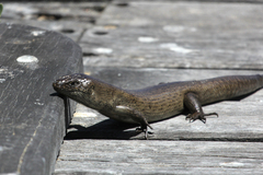 Egernia kingii